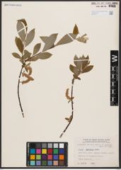 Salix bebbiana Sarg.